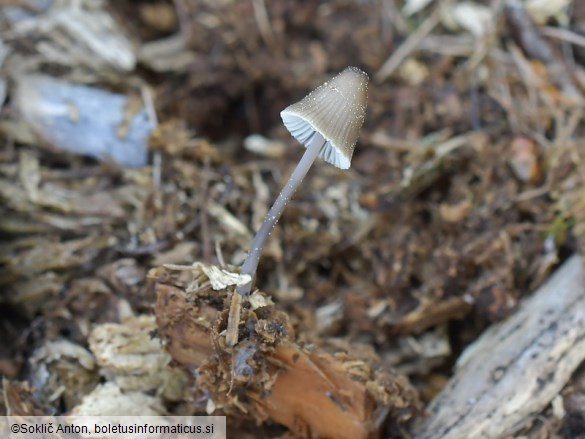 Mycena silvae-nigrae