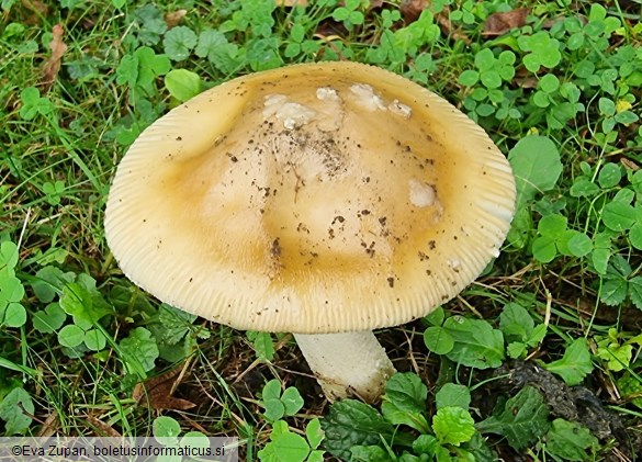 Amanita dryophila f. dryophila