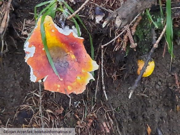 Russula aurea