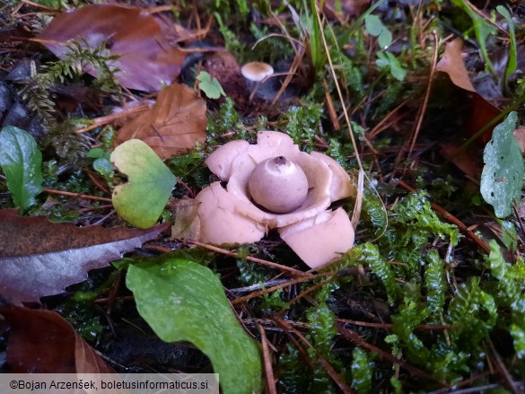 Geastrum triplex