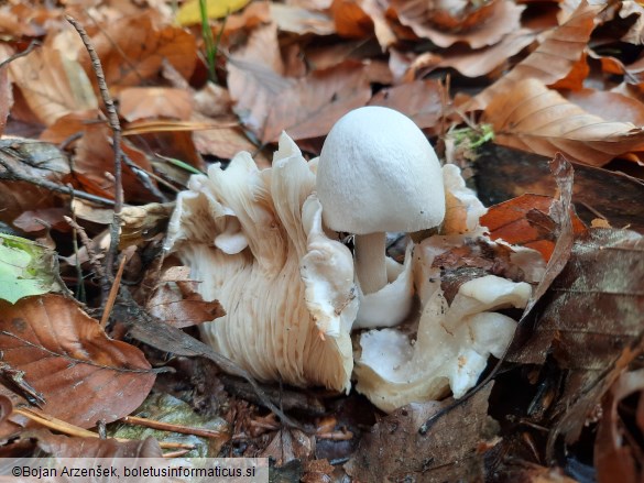 Volvariella surrecta