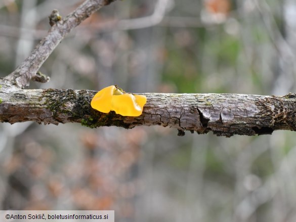 Tremella mesenterica