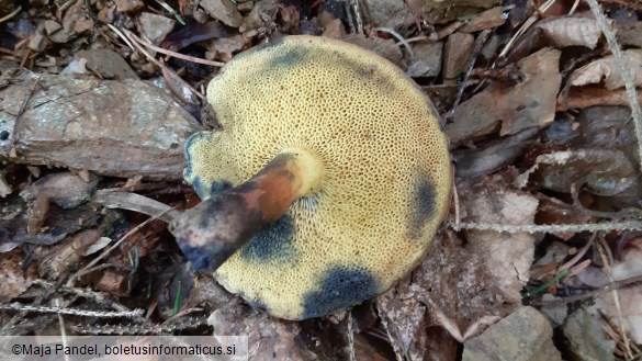 Boletus pulverulentus