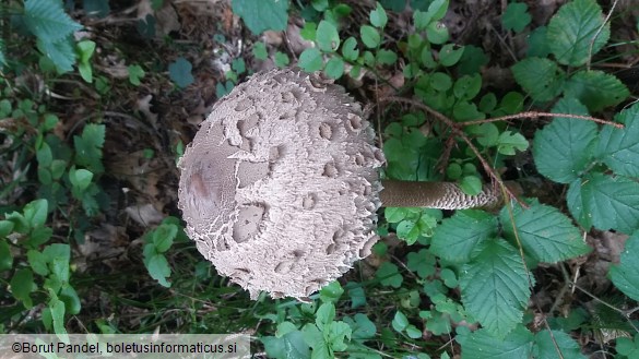 Macrolepiota procera