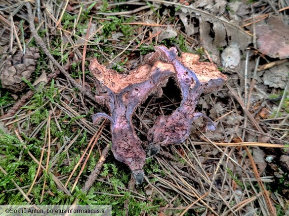 Hydnellum ioeides
