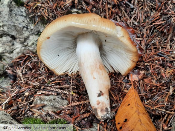 Russula grata