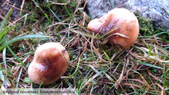 Hygrophorus discoideus