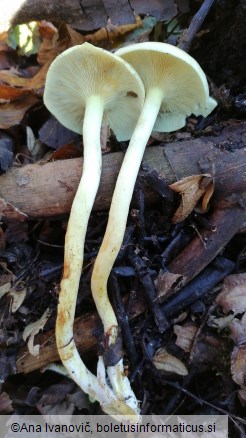 Hypholoma fasciculare