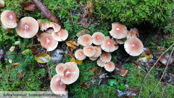 Hypholoma sublateritium