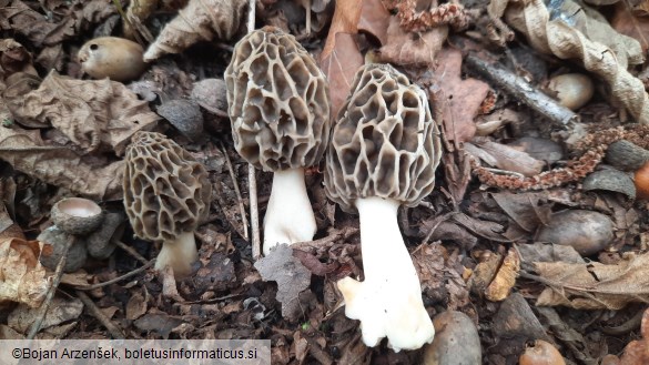 Morchella esculenta