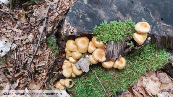 Kuehneromyces mutabilis