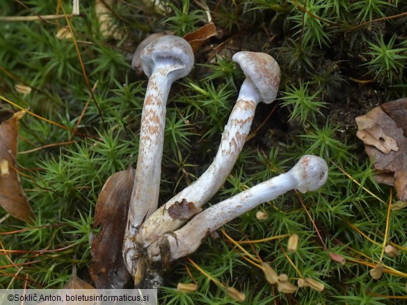 Cortinarius spilomeus
