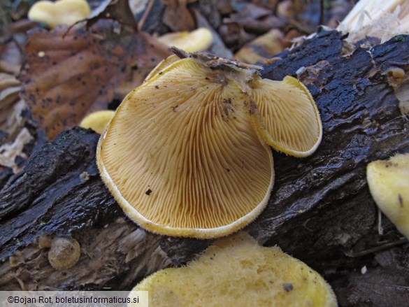 Phyllotopsis nidulans