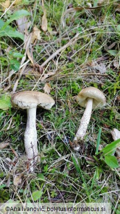 Leccinum scabrum