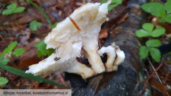 Polyporus tuberaster