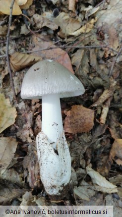 Amanita vaginata