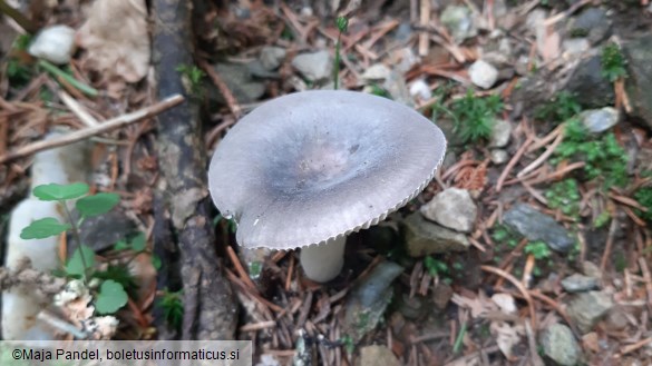 Russula azurea