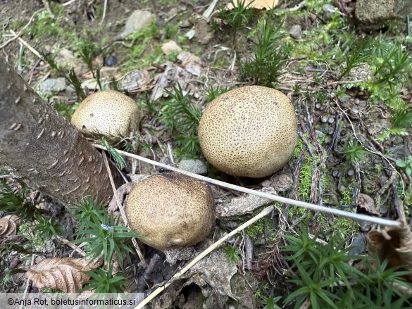 Scleroderma areolatum