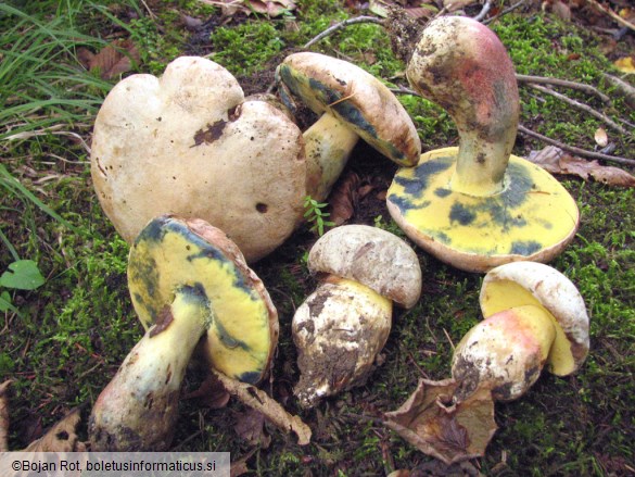 Boletus fechtneri