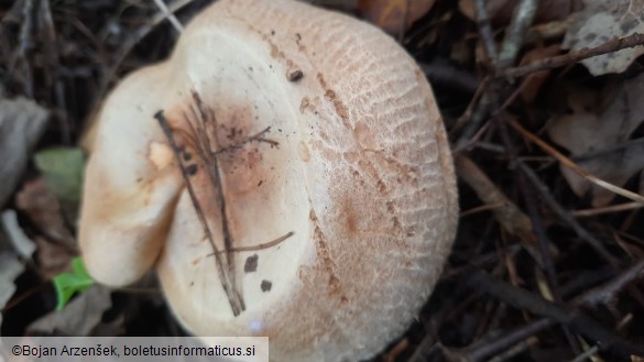 Paxillus involutus