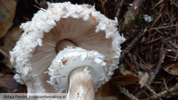 Chlorophyllum olivieri