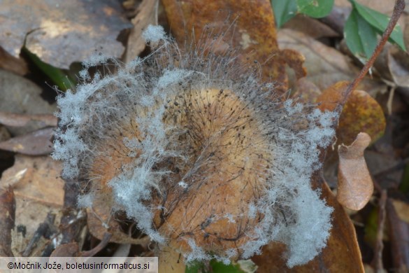 Syzygites megalocarpus