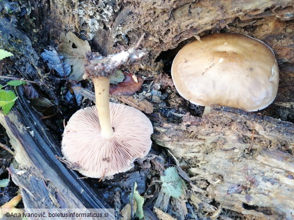 Pluteus cervinus