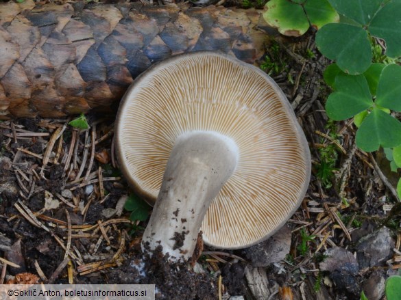 Lactarius picinus