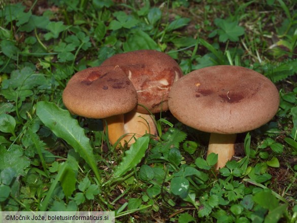 Lactarius helvus