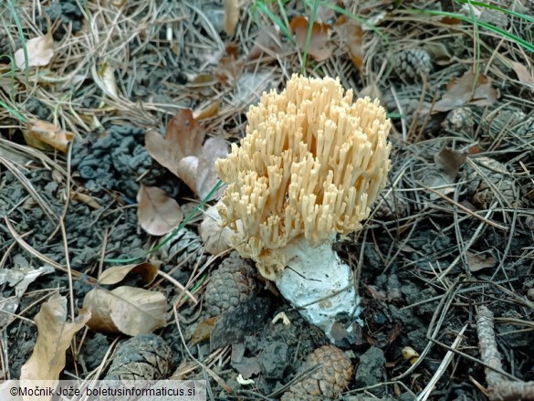 Ramaria grandipes