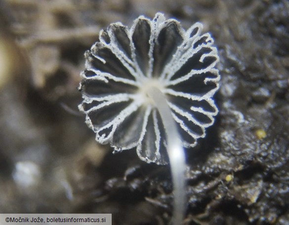 Coprinellus curtus