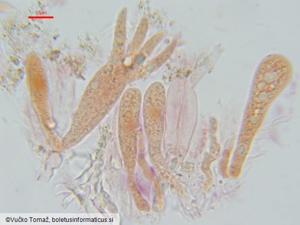 Heteroradulum kmetii