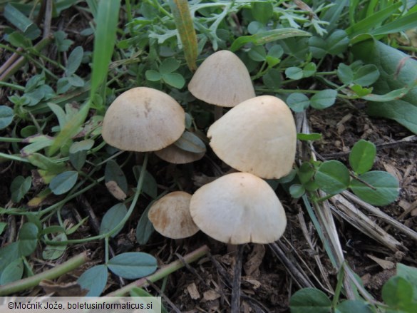 Conocybe fuscimarginata