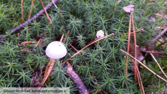 Mycena epipterygia