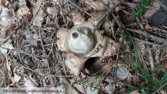 Geastrum triplex