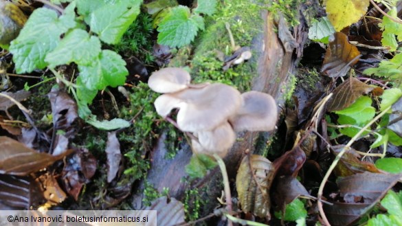 Pleurotus ostreatus