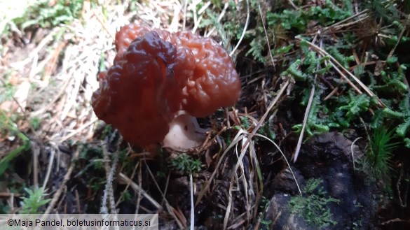 Gyromitra esculenta