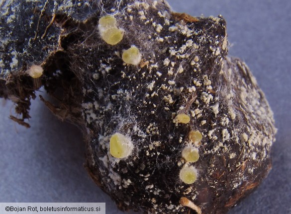 Ascobolus michaudii