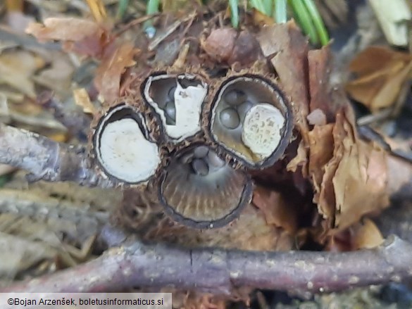 Cyathus striatus