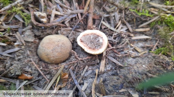 Elaphomyces granulatus