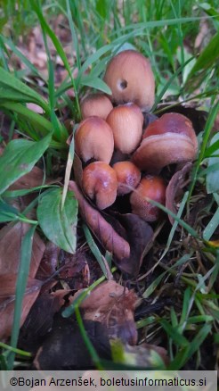 Coprinellus micaceus