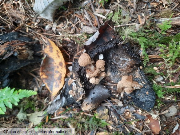 Asterophora lycoperdoides