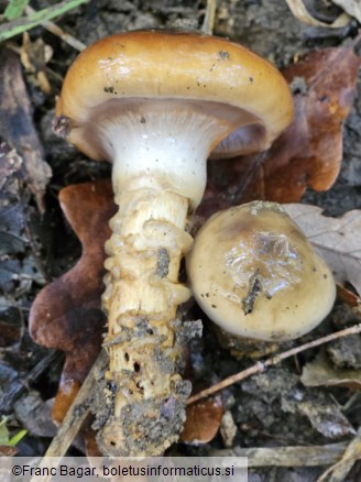 Cortinarius trivialis