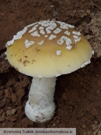 Amanita gemmata