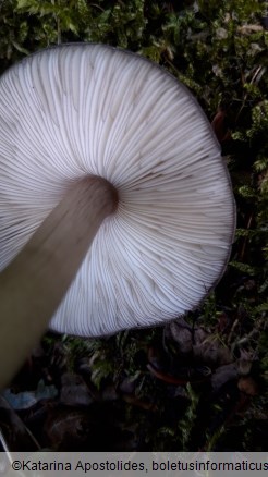 Pluteus atromarginatus