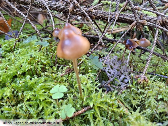 Psilocybe medullosa