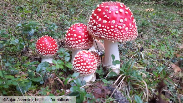 Amanita muscaria