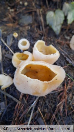 Peziza vesiculosa