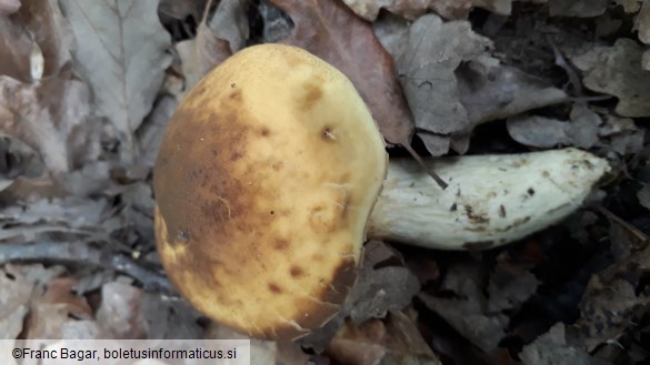 Leccinum crocipodium