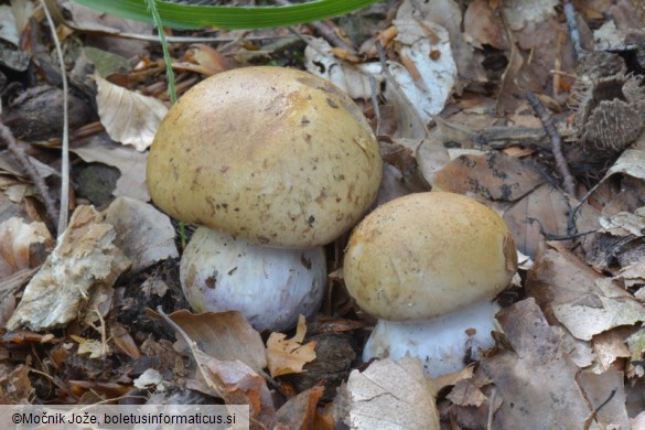 Cortinarius amoenolens